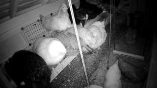 Twitch'in yeni trendi çiftlik hayvanları oldu