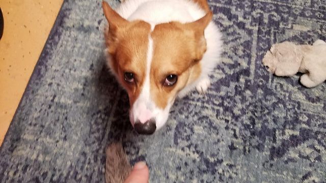 Switch'in tatsız kartuşları köpeklere sökmüyor