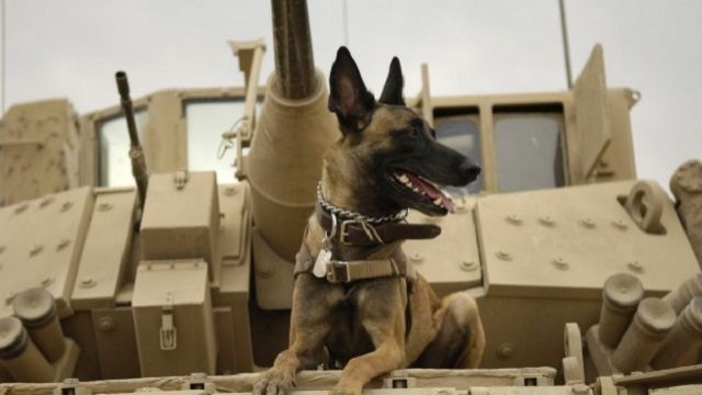 Max’in fragmanı yayımlandı