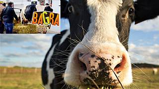 Tunuslu bir çifte mobil oyun başarısının ardından İNEK hediye edildi!