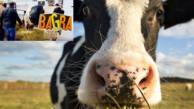 Tunuslu bir çifte mobil oyun başarısının ardından İNEK hediye edildi!