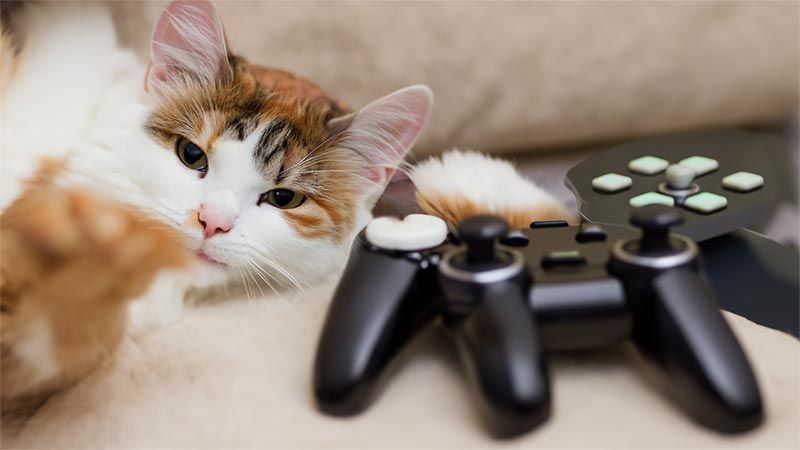 Oyun Dünyasında Devrim: Kediler için İlk Video Oyun Konsolu MiauStation Çıktı