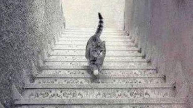 Bu kedi merdivenden iniyor mu, çıkıyor mu?