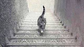 Bu kedi merdivenden iniyor mu, çıkıyor mu?