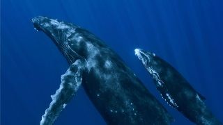 Mavi Balina, maalesef bir Türk gencinin daha canını aldı