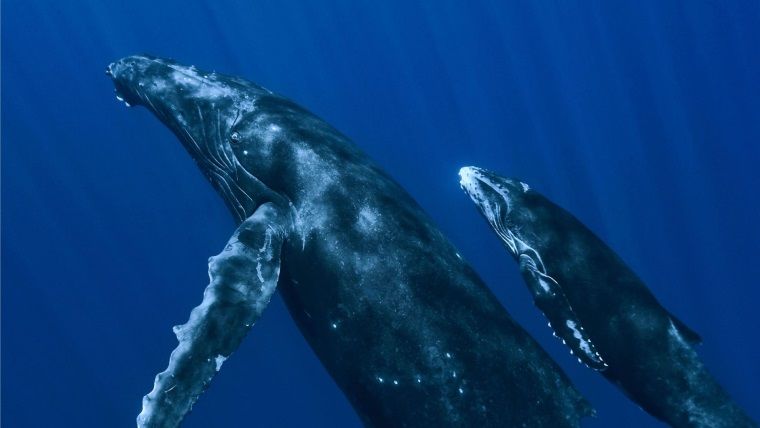 Mavi Balina, maalesef bir Türk gencinin daha canını aldı