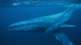 Ulaştırma Bakanlığı Mavi Balinayla ilgili Google'la işbirliği yaptı