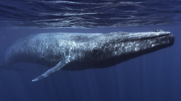 Mavi Balina şimdi de Meclis gündeminde