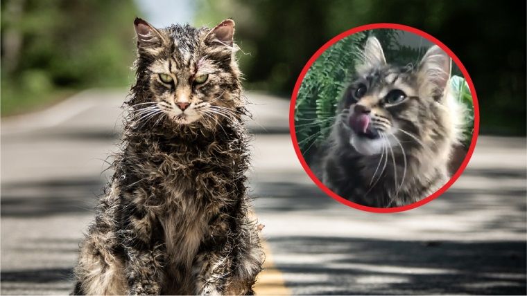 Hayvan Mezarlığı'nın ürkütücü kedisi Leo, hayatını kaybetti
