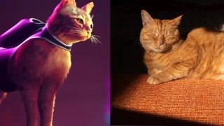 Stray oyununun ilham aldığı kediler ortaya çıktı