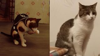 Stray oyununda kendi kedinizi görmek ister miydiniz?