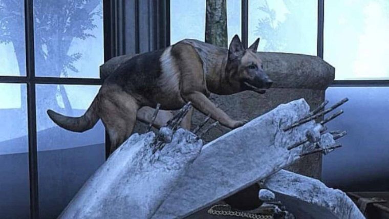 Kahraman köpek Proteo, Türk oyununa geliyor