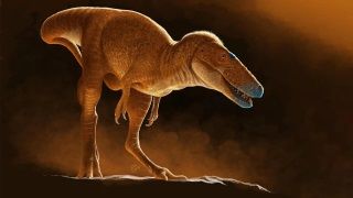 Tyrannosaurus’un Atası Keşfedildi: Khankhuuluu