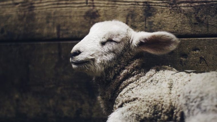 Kurban Bayramımız kutlu olsun