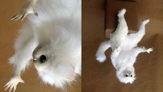 Sony, hesabını banladığı Meksikalı oyuncudan özür diledi