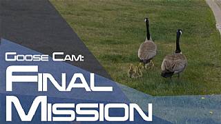 BioWare çalışanları mahsur kalan kaz yavrularını kurtardı!