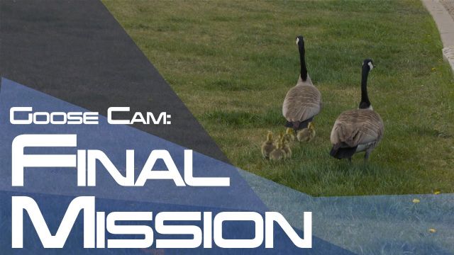 BioWare çalışanları mahsur kalan kaz yavrularını kurtardı!