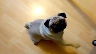 YouTuber, köpeğine verdiği eğitim yüzünden hapse girebilir