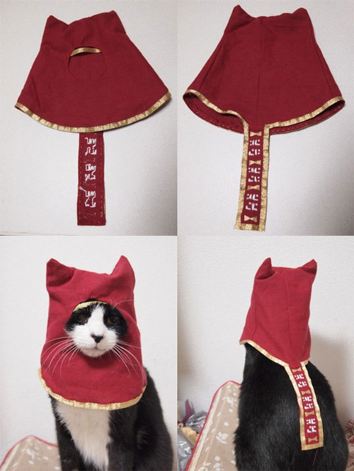 Kedi Cosplay'i böyle olur