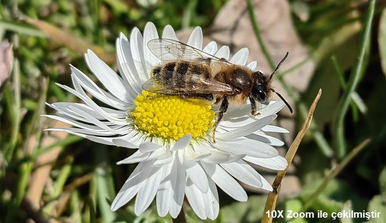 بررسی کامل هواوی p50 pro+ قیمت در ایران