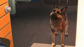 Fallout 4'ü köpek olarak oynamak ister miydiniz?