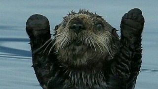 Bir video oyun efsanesi olan DayZ'nin beta süreci 5 yıl sonra başladı