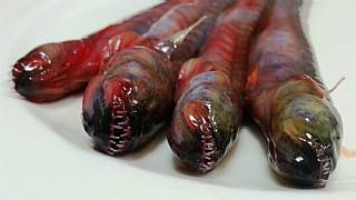 Alien: Isolation'dan leziz kampanya (!)